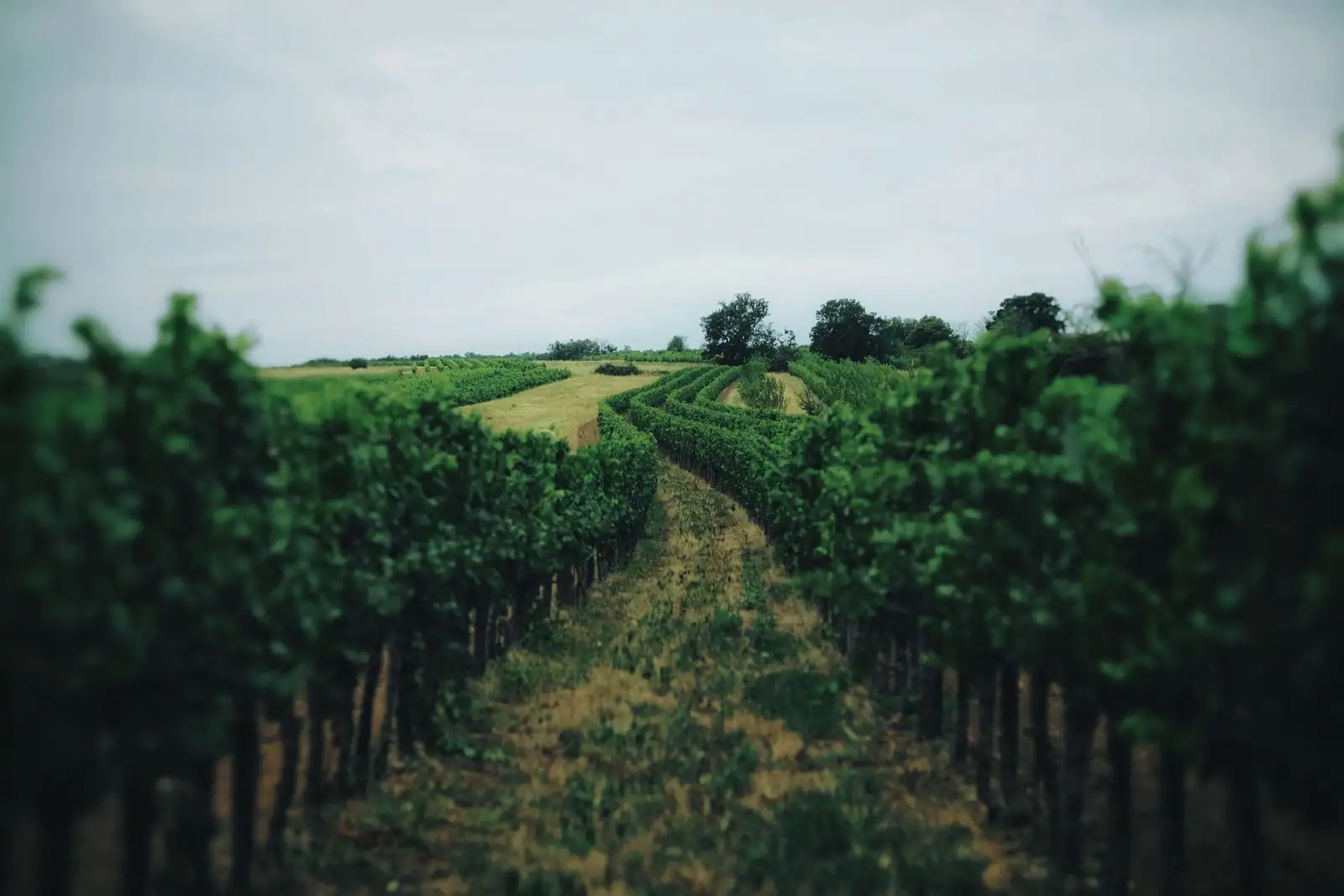 Rangs de vigne verdoyante dans un vignoble, sous un ciel voilé.