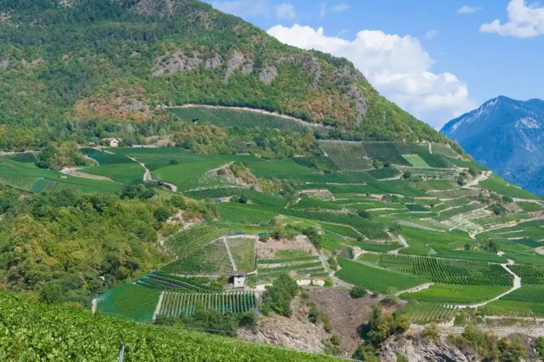 Hôtel Le Domaine des Vignes : séjour au cœur du vignoble