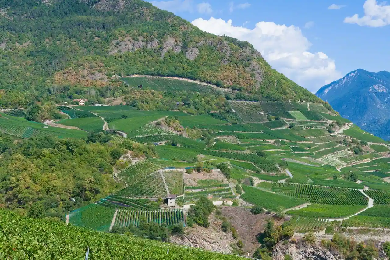 Vignes en terrasses sur des coteaux escarpés, montagnes verdoyantes en arrière-plan