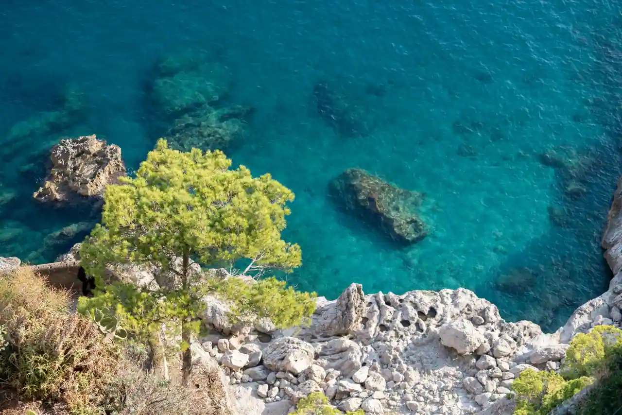 Pin méditerranéen surplombant une eau turquoise sur une côte rocheuse.