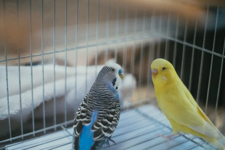 Vente en ligne d&rsquo;oiseaux : les règles et les pièges